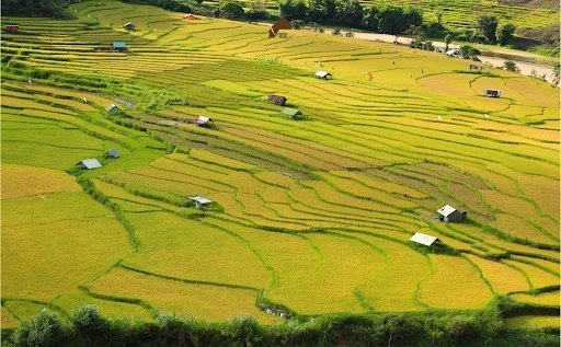 1 Canh Dong Lua Chin Hut Gioi Tre Den Check In O Mang Den